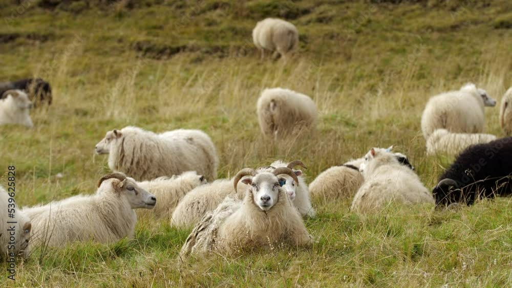 Sheep in Iceland, animal herd walking in pure and untouched landscape, Icelandic countryside Sheep in Iceland, animal herd walking in pure and untouched landscape, Icelandic countryside