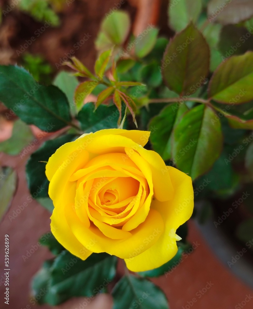 yellow rose on green background yellow rose on green background