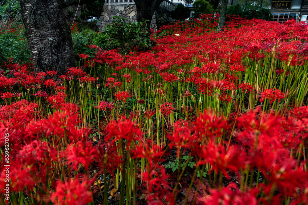 季節の花 季節の花