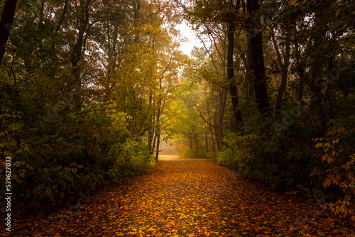 Waldweg bei einem Spaziergang an einem goldenen Herbsttag