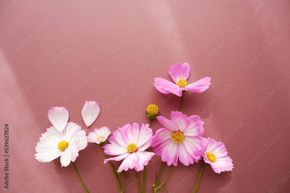 Beautiful autumnal flowers composition. Pink and white cosmos flowers on brown background. Flat lay, top view, copy space. 