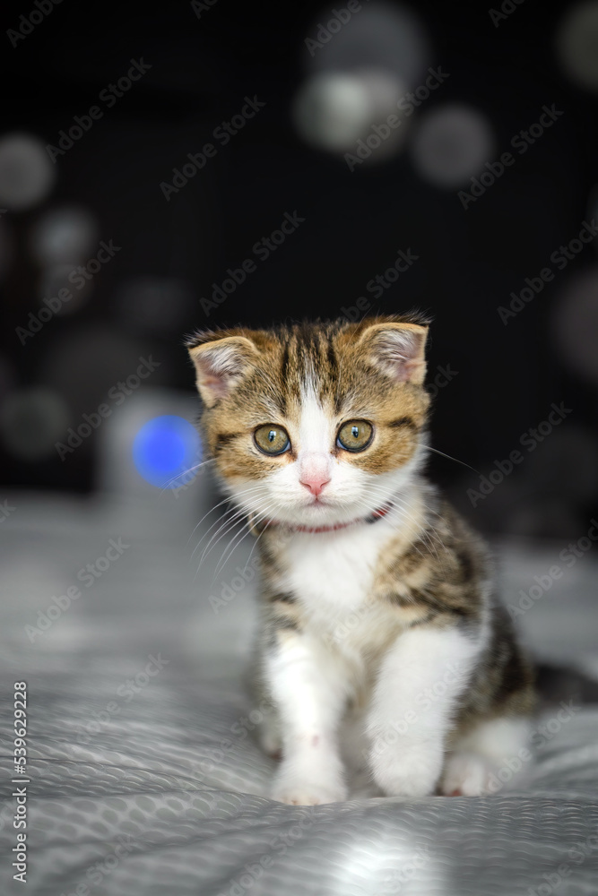 Striped kitten sitting on a bed covered with white cloth. Black background with bokeh, tricolor striped scottish fold cat, pure blood, beautiful and cute. Pose, sit and look back.