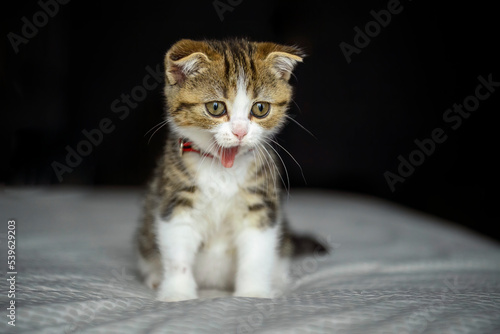 Striped kitten sitting and yawning on the bed with white cloth Black background, scottish fold cat, tricolor pattern, purebred, beautiful and cute. Pose sitting yawning and seeing the tongue © Lowpower