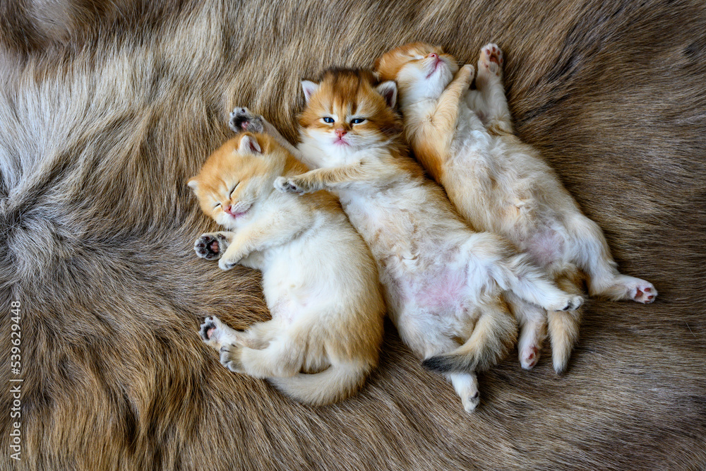 Obraz premium Several kittens were lying on their stomachs on a brown wool carpet, in top and close-up views. British Shorthair cat, golden, purebred, resting comfortably on soft and flowing carpets.