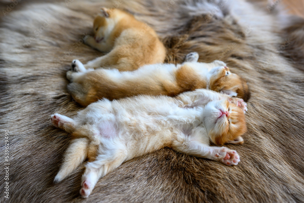 Obraz premium Several kittens were lying on their stomachs on a brown wool carpet, in top and close-up views. British Shorthair cat, golden, purebred, resting comfortably on soft and flowing carpets.