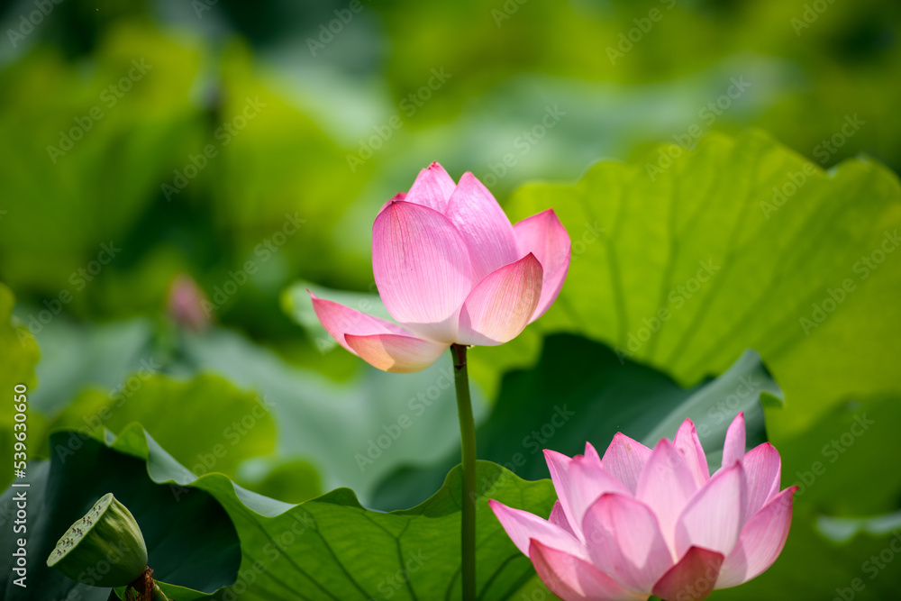 蓮 万博記念公園 蓮 万博記念公園