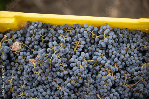 close up of bunch of black grapes