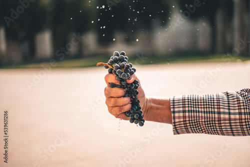 hand holding a grapes