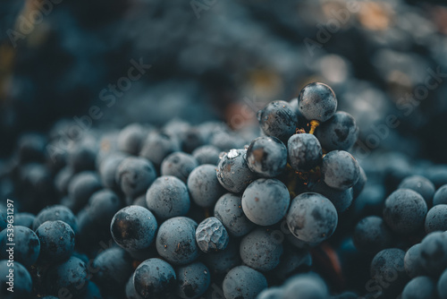 Obraz na plátně bunch of the Black Grapes