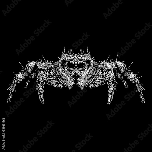 Jumping Spider hand drawing. Vector illustration isolated on black background.