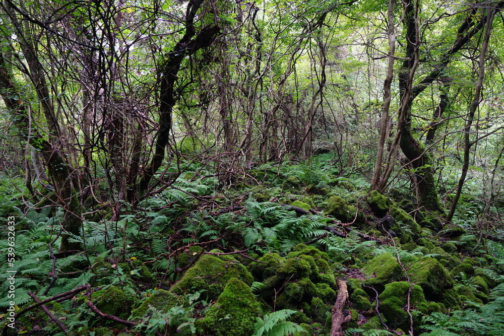 mossy rocks and fern in deep forest mossy rocks and fern in deep forest
