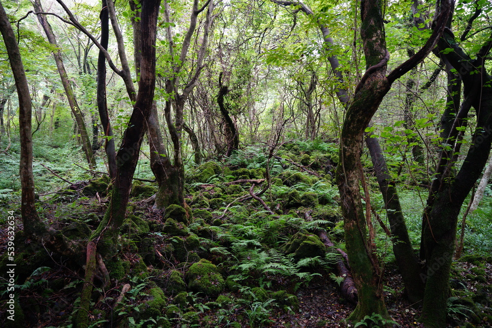 mossy rocks and fern in deep forest mossy rocks and fern in deep forest