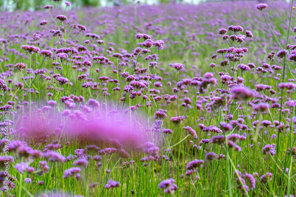 Naklejka premium 季節の花
