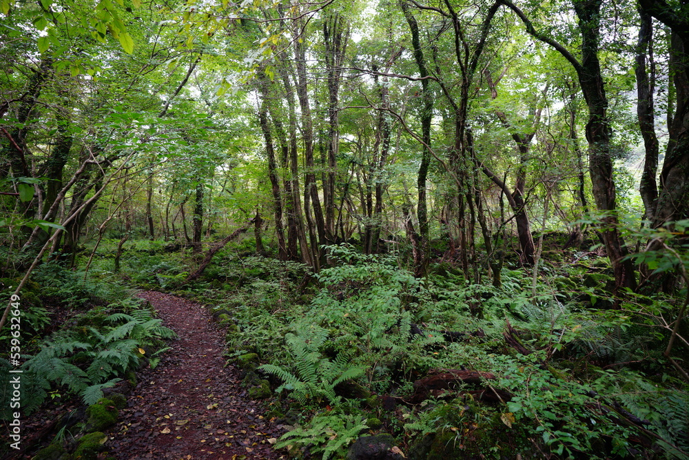 fine path through dense forest fine path through dense forest