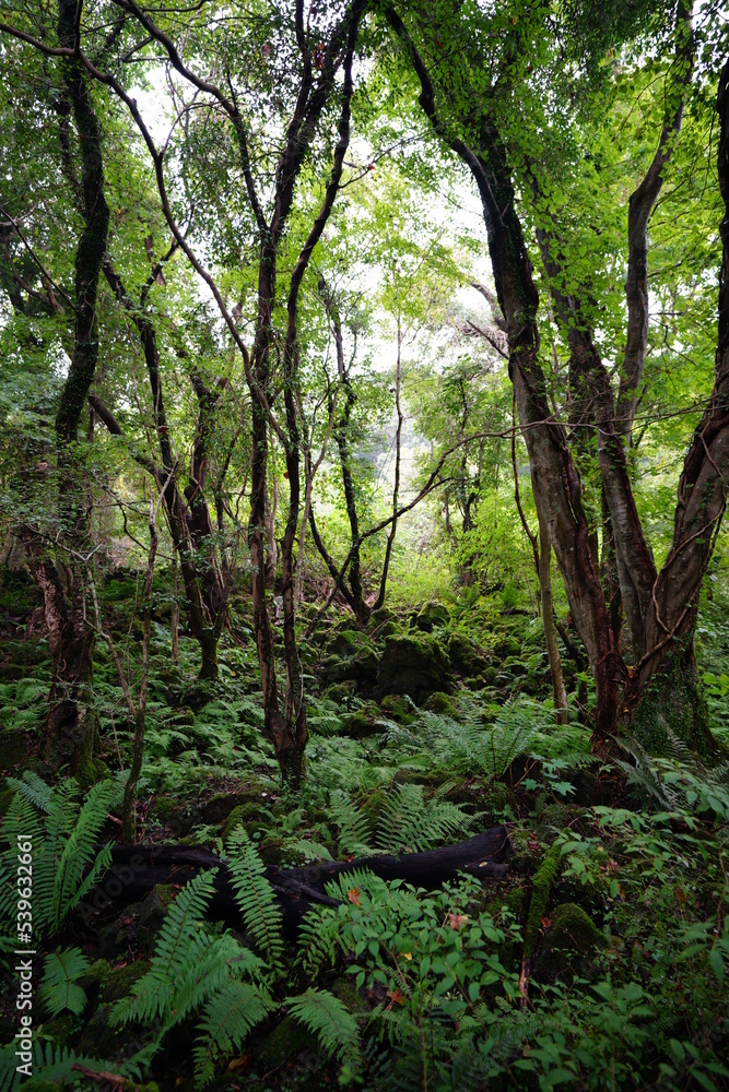 mossy rocks and fern in deep forest