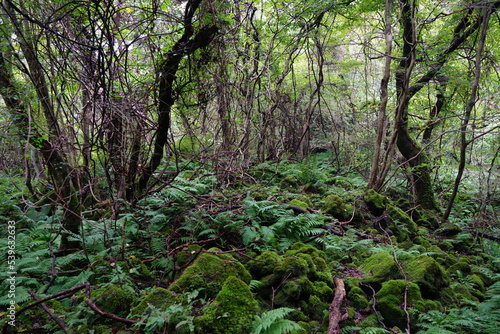 mossy rocks and fern in deep forest