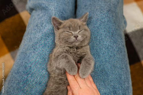 A kitten sleeping peacefully on the lap of a woman who caresses him with her hand