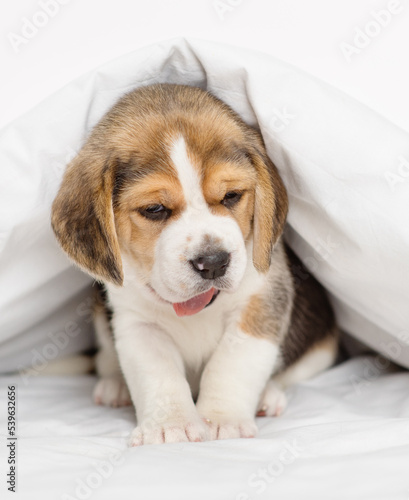 Little beagle puppy lying under a blanket at home