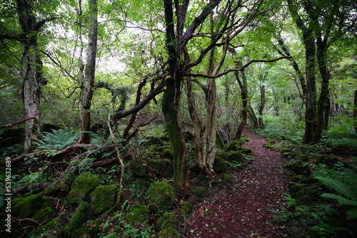 wild forest with old trees and path