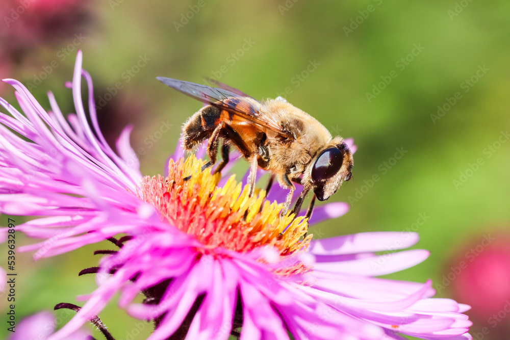 Worker bee on pink aster flowers in autumn garden Worker bee on pink aster flowers in autumn garden