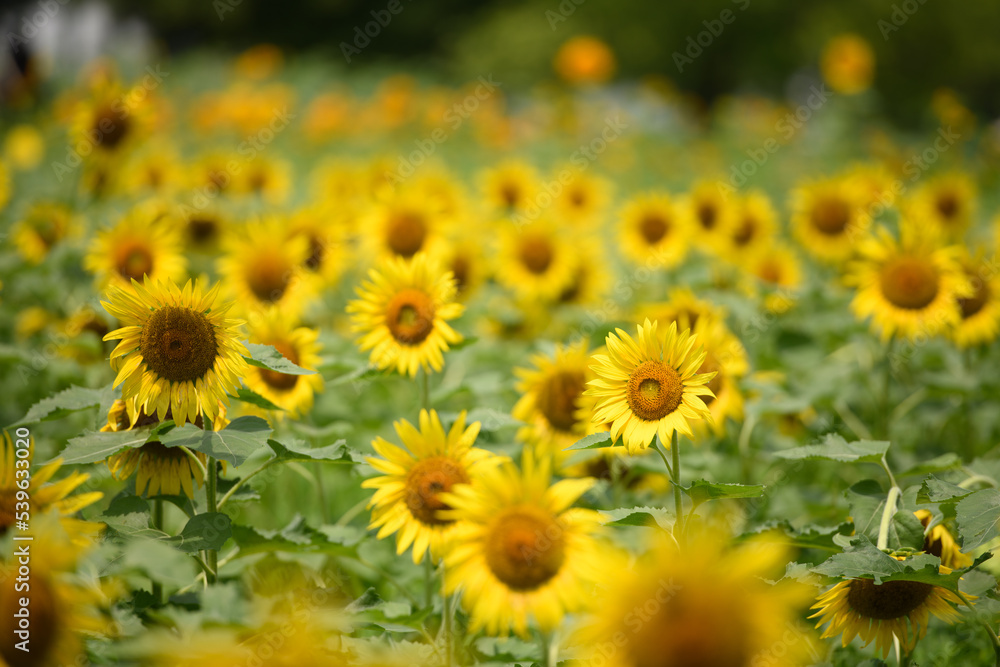 Naklejka premium ひまわり畑