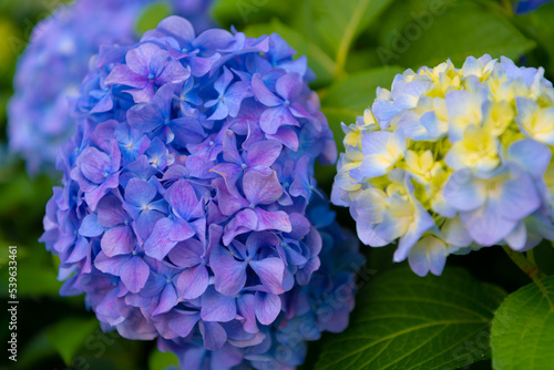 季節の花