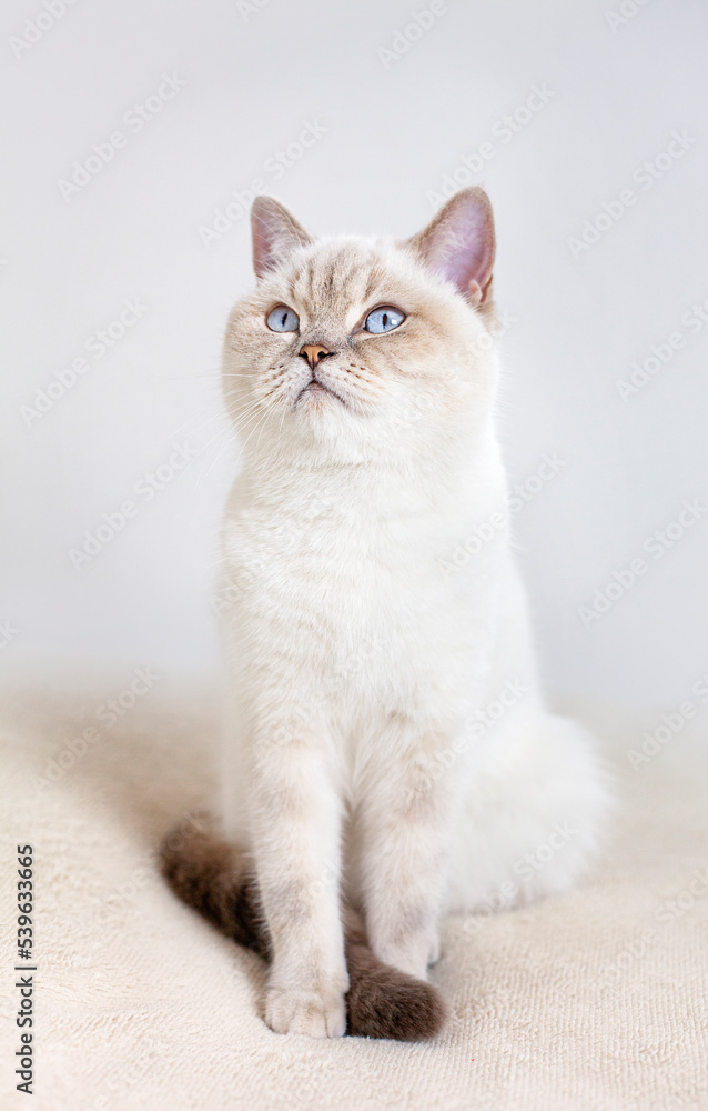 british cat sitting on a gray background close-up british cat sitting on a gray background close-up