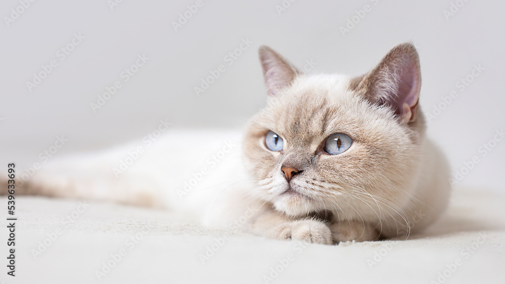 british cat with blue eyes close-up lying on the bed british cat with blue eyes close-up lying on the bed