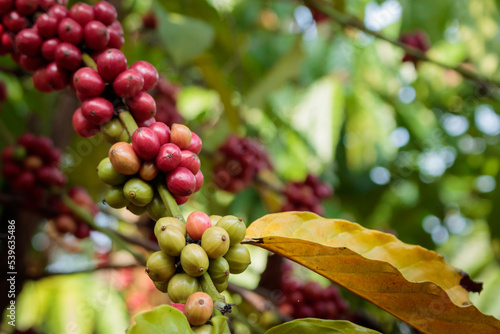 Coffee beans on the coffee trees in the coffee plantation. Is in the growth stage and will be harvested soon with copy space. Close-up photo.