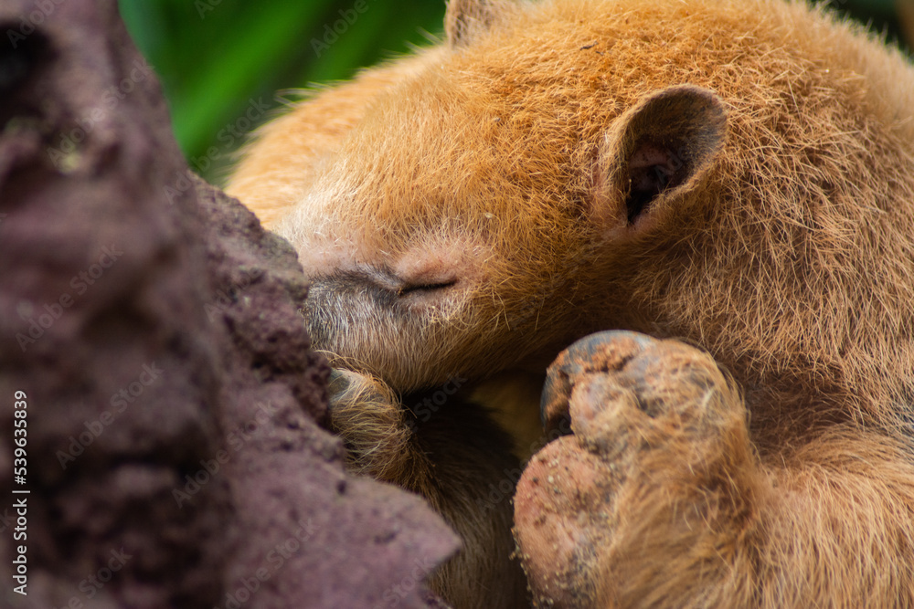 Obraz premium anteater eating on the termite