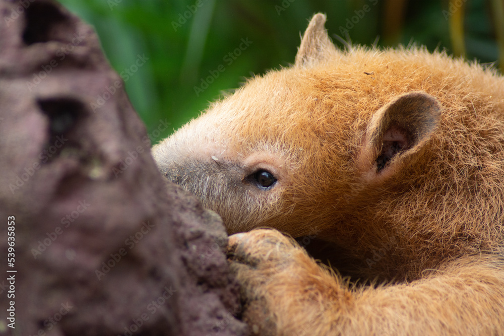 Obraz premium anteater eating on the termite
