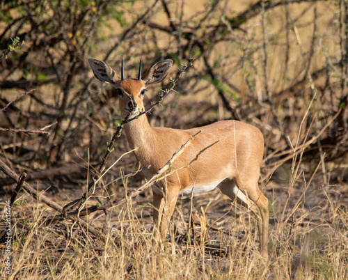 Steenbok antelope grazes close to cover to hide from predators