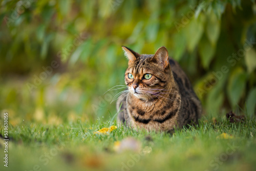 Wallpaper Mural Bengal cat looks to the left and watches what happens. Tabby cat lies attentively on the grass outdoors on a autumn background. Torontodigital.ca