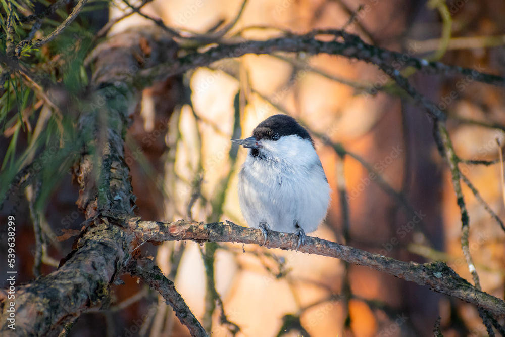 Brown-headed tit bird sits on a pine branch in spring Brown-headed tit bird sits on a pine branch in spring