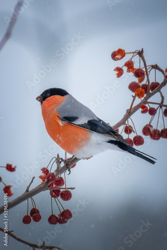 Male bullfinch bird sitting on the hawthorn branch and eating berries on a cold gray winter morning
