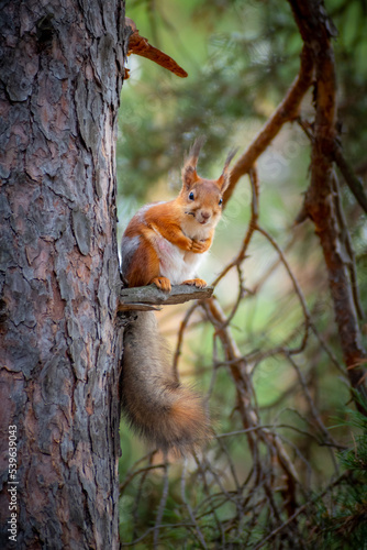 Cute red squirrel sits on a pine branch in the forest