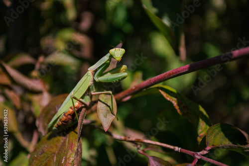 green mantis 