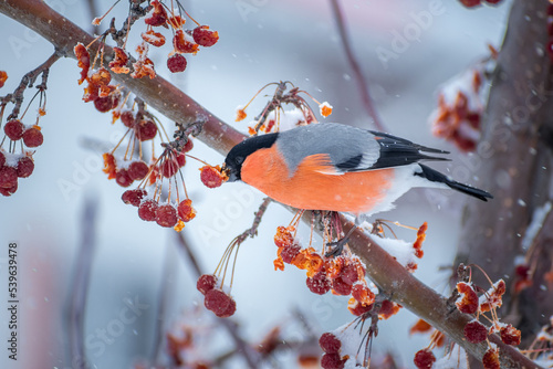 Male bullfinch bird sitting on the hawthorn branch and eating berries on a cold gray winter morning