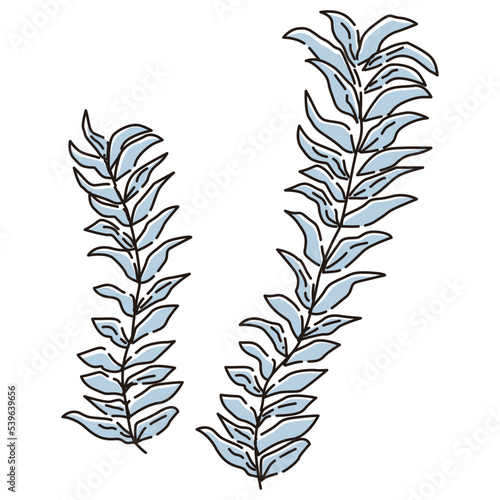 アナカリスのイラスト（水草）
