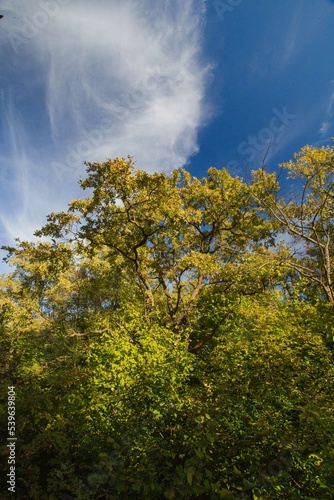 autumn in the forest