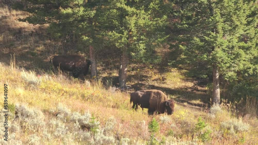 American Bison Herd at Slough Creek in Yellowstone National Park Wyoming American Bison Herd at Slough Creek in Yellowstone National Park Wyoming