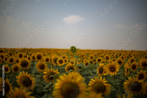field of sunflowers