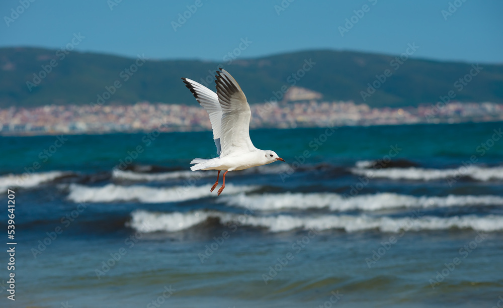 Photo of seagulls of various species in flight. Large series of photographs. Photo of seagulls of various species in flight. Large series of photographs.