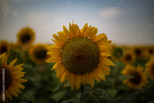 sunflower in the field