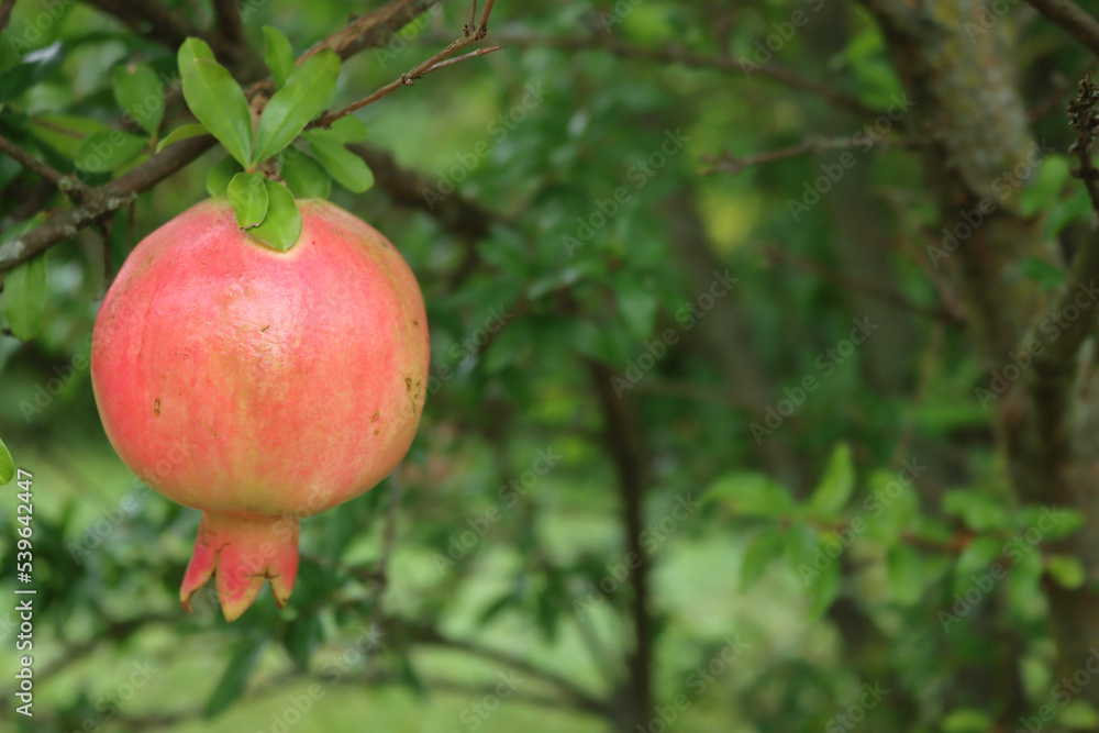 Ripe red Pomegranate fruit on branch with green leaves and copy space. Punica granatum tree with fruit on a sunny day Ripe red Pomegranate fruit on branch with green leaves and copy space. Punica granatum tree with fruit on a sunny day