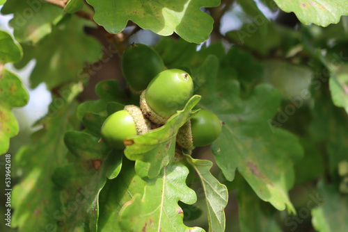 Green Acorn nuts growing on branches on summer on a sunny day. Close-up of Quercus tree with fruits