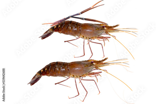 Fresh living shrimp, prawns isolated on white background © Kiran