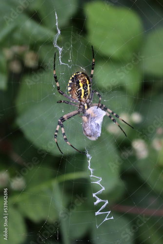 Close-up of Wasp spider on his web with prey. Black and yellow striped Argiope bruennichi wasp spider 