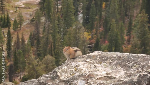 Golden Mantled Ground Squirrel (Callospermophilus lateralis) Native to Western North America Standing on a Rock photo