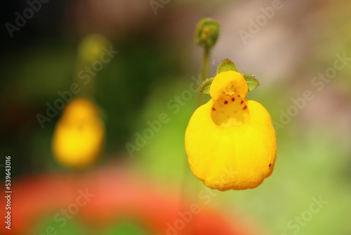 Pantofelnik dwukwiatowy Goldcap Calceolaria biflora photo